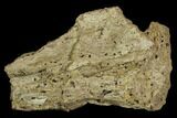 Fossil Unidentified Pterosaur (Pteranodon) Bone Section - Kansas #115217-1